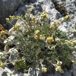 Artemisia umbelliformis Flower