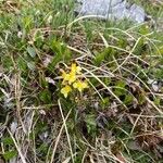 Pedicularis oederi Blüte