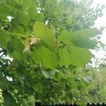 Corylus colurnaFlower