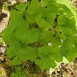 Trillium cernuum Leaf