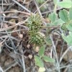 Medicago truncatula Fruto