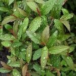 Spiraea cantoniensis Blatt