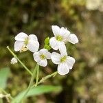 Arabidopsis arenosa Blomst