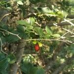 Triphasia trifolia Fruit