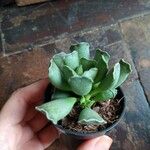 Adromischus cristatusLeaf