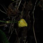 Momordica foetida Flower