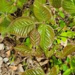 Toxicodendron radicans Листок