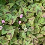 Persicaria capitata 葉