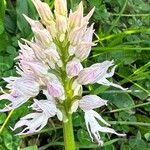 Orchis italica Floare