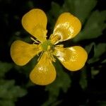 Ranunculus peduncularis Λουλούδι