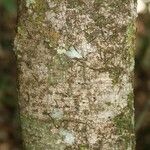 Licania densiflora Bark