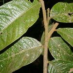 Hirtella guatemalensis Leaf