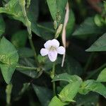 Asystasia intrusa Liść