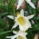 Narcissus cantabricus फूल