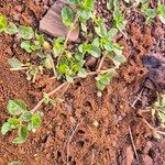 Alternanthera pungens Folio