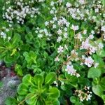 Saxifraga hirsuta Hoja