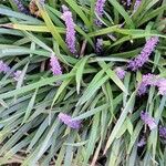 Liriope muscari 花