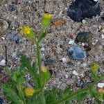 Senecio viscosus Blüte