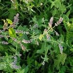 Mentha longifolia Flower