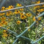 Rudbeckia hirtaΛουλούδι