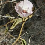 Hibiscus denudatus ᱛᱟᱦᱮᱸ