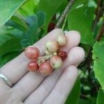 Schisandra chinensis Fruchs