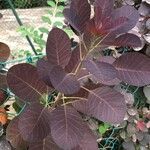 Cotinus coggygriaFolio