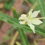 Gomphocarpus fruticosus Flower