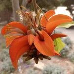 Erythrina lysistemon Virág