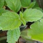 Marsypianthes chamaedrys Hoja