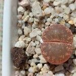 Lithops aucampiae Hostoa