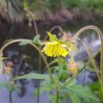 Geum × intermedium Blomst