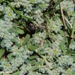 Herniaria incana Hábito
