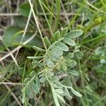 Astragalus vesicarius Blad