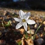 Narcissus serotinus Flower