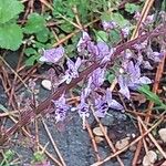 Plectranthus fruticosus Blüte