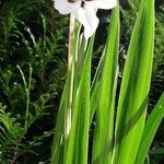 Gladiolus murielae Flors