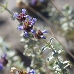 Salvia mohavensis Habit