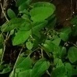 Ipomoea aquatica Leaf