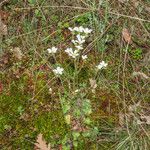 Saxifraga granulata 整株植物