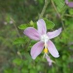 Hibiscus meyeri 花