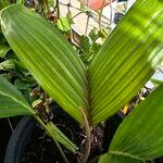 Areca catechu Fruit