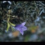 Campanula lasiocarpa Fleur