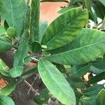 Atalantia buxifolia Hoja