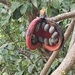 Sterculia foetida Fruit