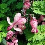 Dicentra eximia Kvet