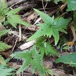 Selaginella umbrosa Feuille