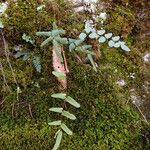 Pellaea atropurpurea Hábito