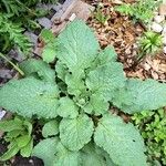 Borago officinalisBlatt