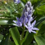 Scilla lilio-hyacinthus Fleur